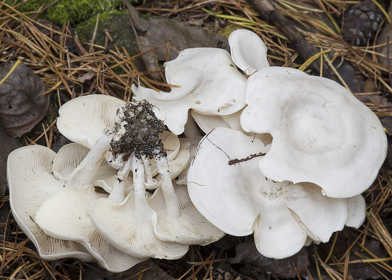 Clitocybe connata